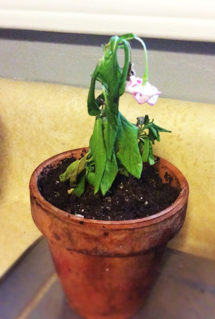 dead flower