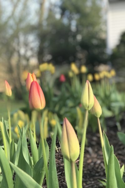 tulips